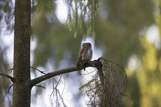 Eurasian pygmy owl (Glaucidium passerinum) (Strix passerina) perched in tree in coniferous forest