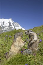 Alpine marmot (Marmota marmota) pair in front of the snow covered mountain Grossglockner, Hohe