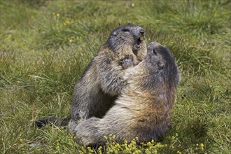 Two Alpine marmots (Marmota marmota) fighting in Alpine pasture, Hohe Tauern National Park,