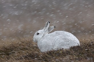 Mountain hare (Lepus timidus), Alpine hare, snow hare in white winter pelage resting in moorland,