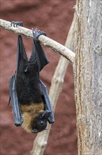 Lyle's flying fox (Pteropus lylei) native to Cambodia, Thailand and Vietnam hanging upside down