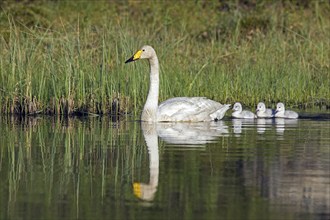 Whooper swan (Cygnus cygnus) adult swimming in lake with cygnets in spring in Scandinavia