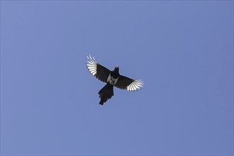 Eurasian magpie (Pica pica), common magpie in flight against blue sky