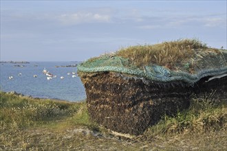 Pile of harvested seaweed, drying to gain soda for the production of iodine, Menez Ham, Brittany,