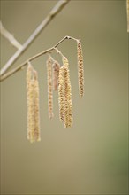 Common hazel (Corylus avellana) mal catkins, detail, Upper Palatinate, Bavaria, Germany, Europe