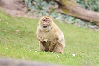 Barbary macaque (Macaca sylvanus) sitting on a meadow, captive, Germany, Europe