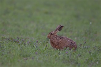 European brown hare (Lepus europaeus) adult animal in a farmland field, Suffolk, England, United