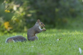 Grey squirrel (Sciurus carolinensis) adult animal feeding on a hazelnut on a garden lawn, Suffolk,