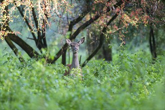 Red deer, portrait, hind in the forest