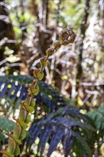 Silver tree fern (Cyathea dealbata), Lake Matheson Trail, New Zealand, Oceania