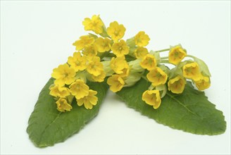 Common cowslip (Primula officinalis), cowslip, apothecary primrose, medicinal plant, flowers