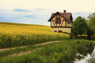 Small half-timbered house surrounded by flowering rape fields, Bamberg, Upper Franconia, Germany,