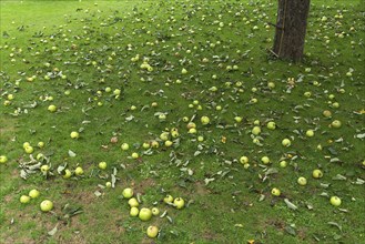 Fallen fruit, apple tree (Malus) on the lawn, Bavaria, Germany, Europe