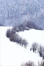 Winter landscape, Saxony, Upper Lusatia, Germany, Europe