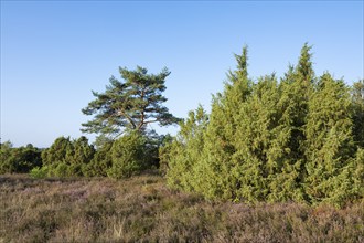 Heath landscape, flowering common heather (Calluna vulgaris), common juniper (Juniperus communis),