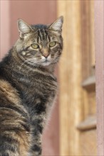 Domestic cat (Felis silvestris catus) sunbathing in morning in front of the house door. France