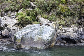 Pinnipeds (Pinnipedia), Milford Sound, Fiordland National Park, New Zealand, Oceania