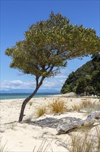 Abel Tasman Coast Track, Apple Tree Bay, Beach, Kaiteriteri, New Zealand, Oceania