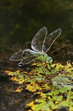 Emperor dragonfly (Anax imperator), laying eggs, Selger Moor, Canton Zurich, Switzerland, Europe