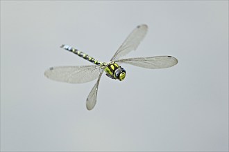 Emperor dragonfly (Anax imperator), in flight, Selger Moor, Canton Zurich, Switzerland, Europe