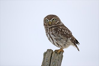 Pygmy Owl (Glaucidium passerinum), adult, in the snow, in winter, perch, alert, Bohemian Forest,