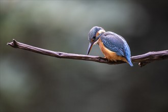 Common kingfisher (Alcedo atthis), Emsland, Lower Saxony, Germany, Europe