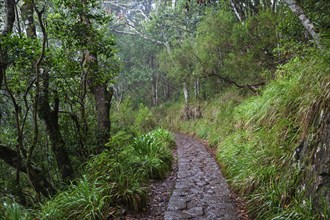 PR11 Vereda dos Balcões hiking trail through laurel forest to the Miradouro Balcoes viewpoint,