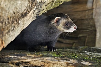 European polecat (Mustela putorius) or woodland polecat, standing on a pile of wood, captive,