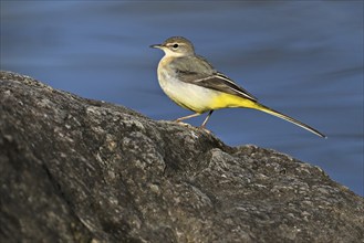 Grey wagtail (Motacilla cinerea), standing on rock, Switzerland, Europe