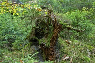 Schrammstein area in Saxon Switzerland