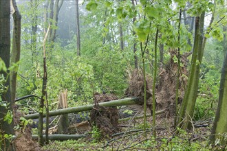 Seifersdorf valley, tornado damage