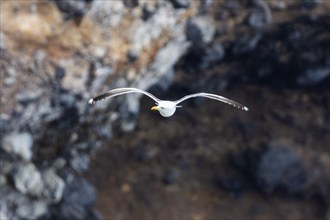 Gulls (Larinae), Otago Peninsula, New Zealand, Oceania