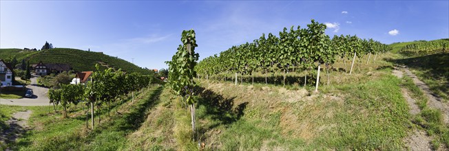 Vineyard with vines (Vitis vinifera) in Sasbachwalden, Ortenaukreis, Baden-Württemberg, Germany,