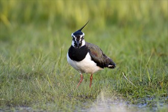 Northern lapwing (Vanellus vanellus), in a wet meadow, Dümmer, Lower Saxony, Germany, Europe