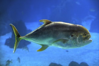 The crevalle jack, also known as the common jack, black-tailed trevally (Caranx hippos), couvalli