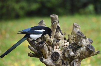 European magpie (Pica Pica) at the feeding place with birdseed and peanuts