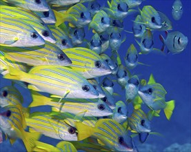 Close-up of shoal of bluestripe snapper (Lutjanus Kasmira), Pacific Ocean, Bora Bora, French