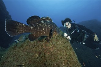 Dusky grouper (Epinephelus marginatus) observed swimming towards diver, Mediterranean Sea, Lavezzi