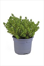 Potted Hebe 'Green Boys' garden plant on white background