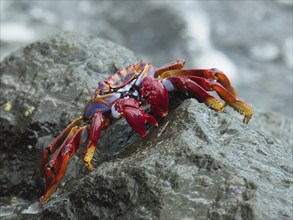 Red rock crab (Grapsus adscensionis) on rock. Puerto de Mogan, Gran Canaria, Spain, Atlantic Ocean,