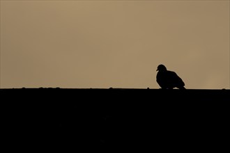 Wood pigeon (Columba palumbus) adult bird on a rooftop at sunset, Suffolk, England, United Kingdom,