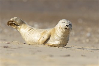 Common or Harbor seal (Phoca vitulina) juvenile baby pup sleeping on a coastal sandy beach,