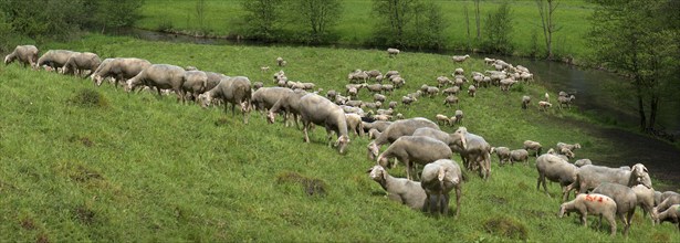 Grazing flock of sheep at the Trubach in the Trubach valley, Egloffstein, Upper Franconia, Bavaria,