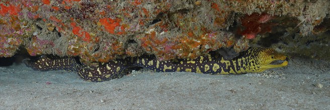 Fangtooth moray (Enchelycore anatina), Pasito Blanco reef dive site, Arguineguin, Gran Canaria,