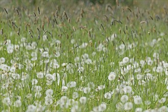 Meadow with sweet grass Meadow foxtail (Alopecurus pratensis), common dandelion (Taraxacum sect.