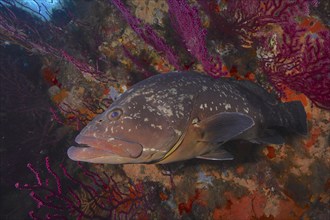 Dusky grouper (Epinephelus marginatus) (Mycteroperca marginatus) and violescent sea-whip