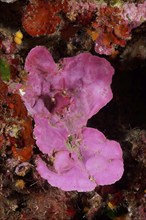 Spreading stonewort (Mesophyllum expansum) in the Mediterranean Sea near Hyères. Dive site Giens