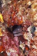 A mediterranean moray (Muraena helena) looks out of its cave in the Mediterranean Sea near Hyères.