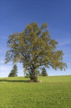 English oak (Quercus robur) in autumn on a meadow, fir trees, Allgäu, Bavaria, Germany, Europe