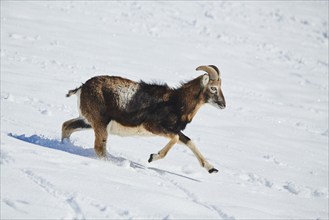 European mouflon (Ovis aries musimon) ram on a snowy meadow in the mountains in tirol, Kitzbühel,